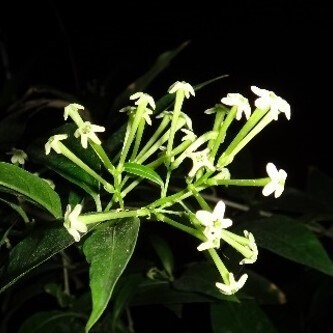 神代植物公園「秋の大温室夜間公開」を開催！ （９月14日・15日）