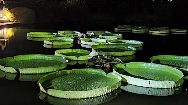 神代植物公園「秋の大温室夜間公開」を開催！ （９月14日・15日）