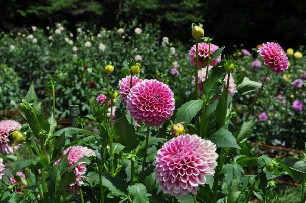 塙町のダリア園開園に合わせて「カブトムシ氷屋台と天体観測会」8月2日・3日限定開催