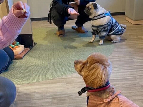 「待て」選手権開催！箱根・強羅の愛犬と泊まれる温泉旅館にて 館内ドッグイベントがスタート｜2025年2月～