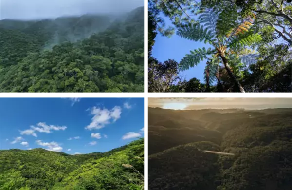 「おでかけ」おすすめ情報を届けている「駅探おでかけラボ」にて、沖縄本島最北端・国頭村の魅力を徹底解説する記事を公開しました。
