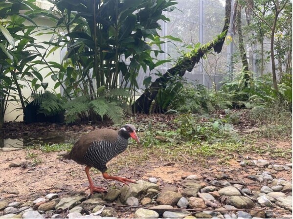 「おでかけ」おすすめ情報を届けている「駅探おでかけラボ」にて、沖縄本島最北端・国頭村の魅力を徹底解説する記事を公開しました。