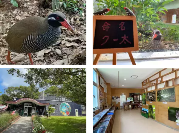 「おでかけ」おすすめ情報を届けている「駅探おでかけラボ」にて、沖縄本島最北端・国頭村の魅力を徹底解説する記事を公開しました。