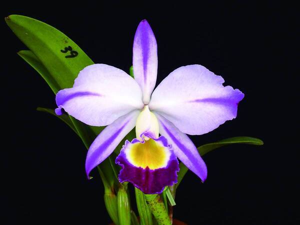 「第20回 関西らんフェスタ＆園芸フェア」を開催