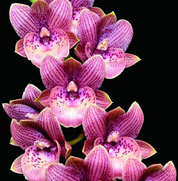 「第20回 関西らんフェスタ＆園芸フェア」を開催