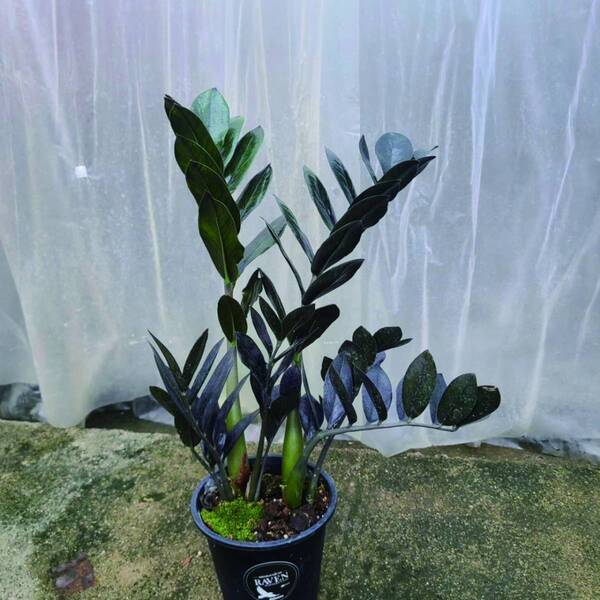 「第20回 関西らんフェスタ＆園芸フェア」を開催