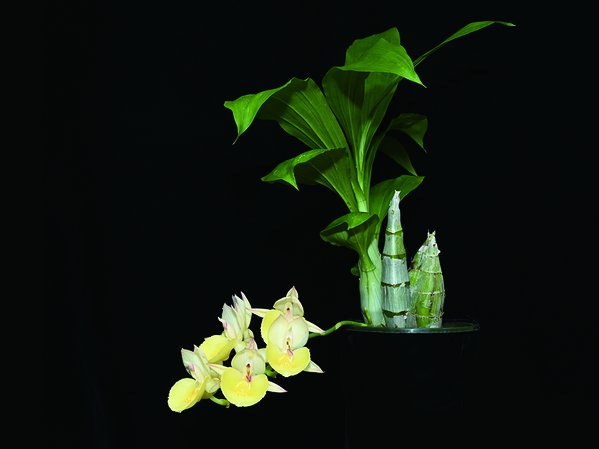 「第20回 関西らんフェスタ＆園芸フェア」を開催