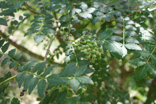 夏バテ予防にも！7月5日「あなごの日」は三陸産天然あなごを松島の専門店で味わう/7月1日よりメニュー提供