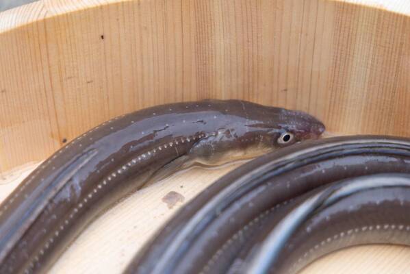 夏バテ予防にも！7月5日「あなごの日」は三陸産天然あなごを松島の専門店で味わう/7月1日よりメニュー提供