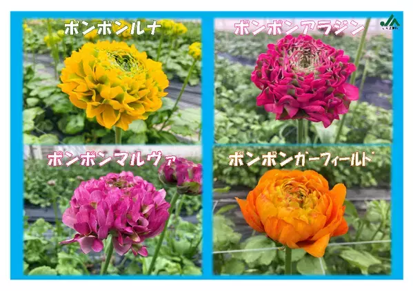 【フラワーバレンタイン】JA全農長野×あずさ珈琲×プチコノカ三番街店 限定コラボ企画発表