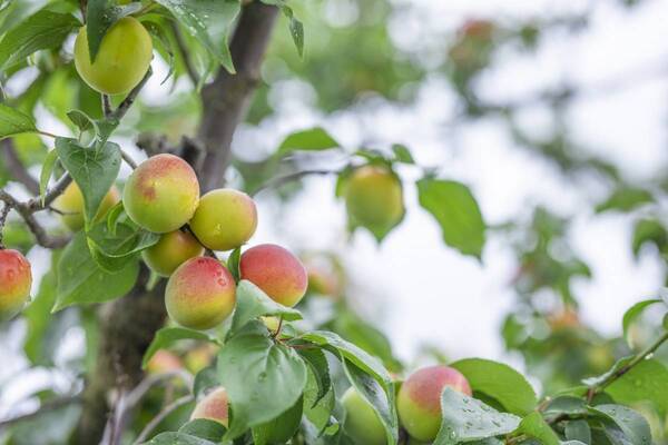 株式会社ハブ×ANAあきんど株式会社共同企画「地域の魅力発信プロジェクト 」和歌山梅酒フェア（WAKAYAMA UMESHU FAIR）を開始します