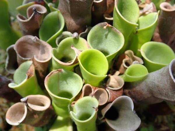 【神代植物公園】夏休み特別企画「食虫植物展」