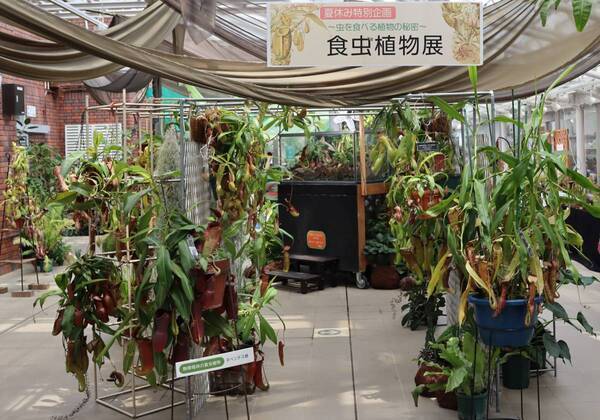 【神代植物公園】夏休み特別企画「食虫植物展」