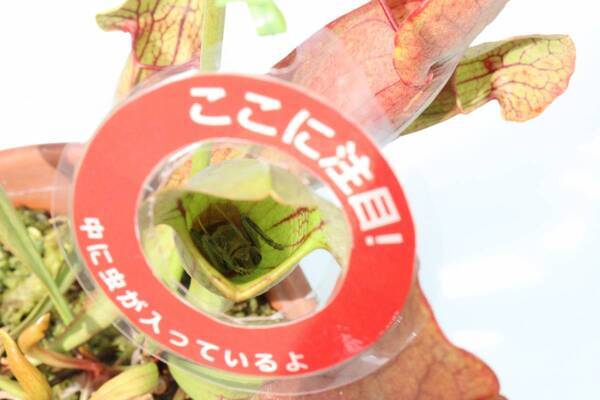 【神代植物公園】夏休み特別企画「食虫植物展」