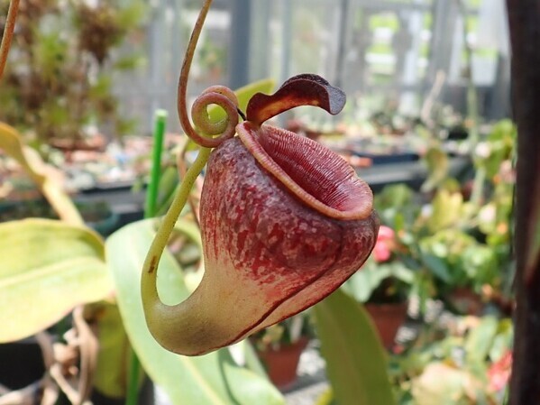 【神代植物公園】夏休み特別企画「食虫植物展」