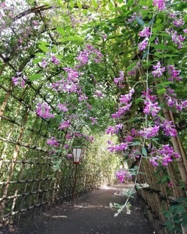 東京水辺ライン・９月のイベント便「水上バスと貸切バスで巡る すみだ北斎美術館と向島百花園ハギのトンネル(昼食付)」９/24(水)開催！