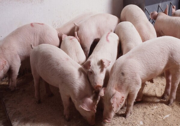 国産穀類100％飼料の安心安全な豚肉の魅力を発信～ホテルの料理長が生産者を訪ねる「一の坊ソト活（TM)」第20回開催～