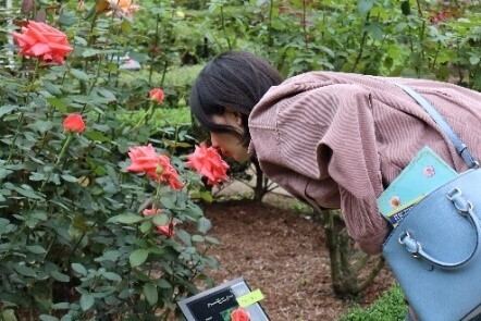 ＜色とりどりのバラが咲き誇る＞旧古河庭園「秋のバラフェスティバル」を10/11～11/7に開催