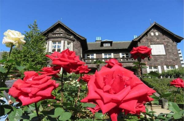 ＜色とりどりのバラが咲き誇る＞旧古河庭園「秋のバラフェスティバル」を10/11～11/7に開催