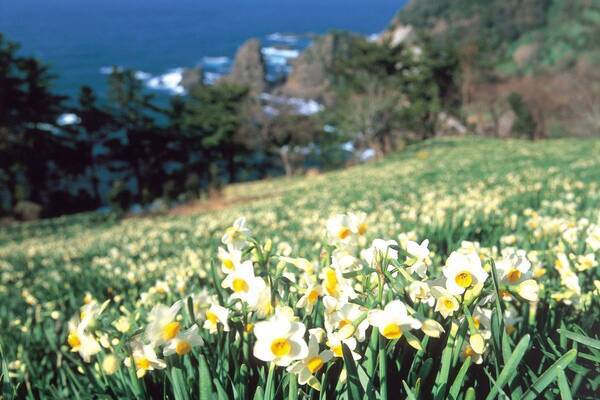 ひと足早い春の訪れを満喫！ 「冬〜早春の花だより」特集ページを公開