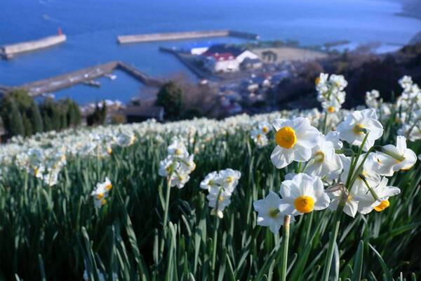 ひと足早い春の訪れを満喫！ 「冬〜早春の花だより」特集ページを公開