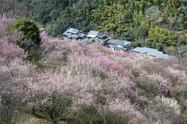 ひと足早い春の訪れを満喫！ 「冬〜早春の花だより」特集ページを公開