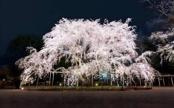 『春夜の六義園 夜間特別観賞』今年はしだれ桜の開花状況に合わせて７日間限定開催！