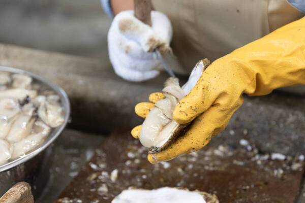 かきフライたっぷり「生産者応援みやぎづくし」県産生かき使用の期間限定メニュー3種提供開始【宮城・松島】