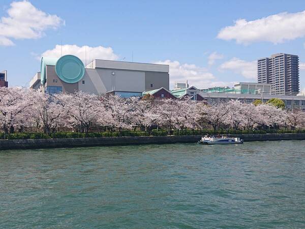 「大阪城お花見クルーズ」2025年2月1日（土）より一般予約受付開始！