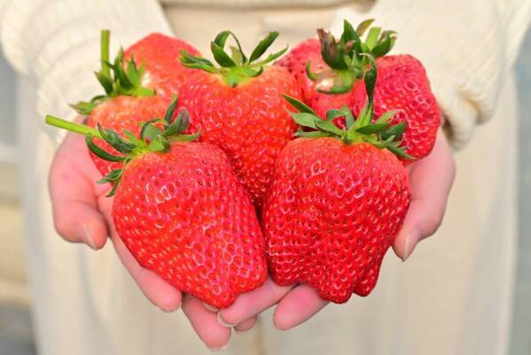 淡路島西海岸 アメリカンダイナー＆カフェ 「ミエレ ザ ダイナー」 ～淡路島の春を満喫！ジューシーな淡路島産いちごを贅沢に使用したメニューが登場～