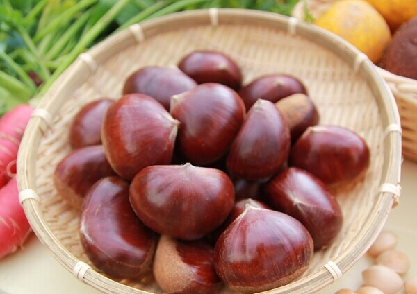 【購入特典付き】毎年大好評の兵庫・丹波の秋の味覚「丹波栗」の予約販売開始！今年は会員限定の購入特典として、冬の味覚「丹波市産 山の芋」専用 500円OFFクーポンをプレゼント！