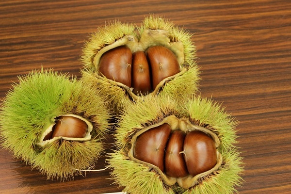 【購入特典付き】毎年大好評の兵庫・丹波の秋の味覚「丹波栗」の予約販売開始！今年は会員限定の購入特典として、冬の味覚「丹波市産 山の芋」専用 500円OFFクーポンをプレゼント！