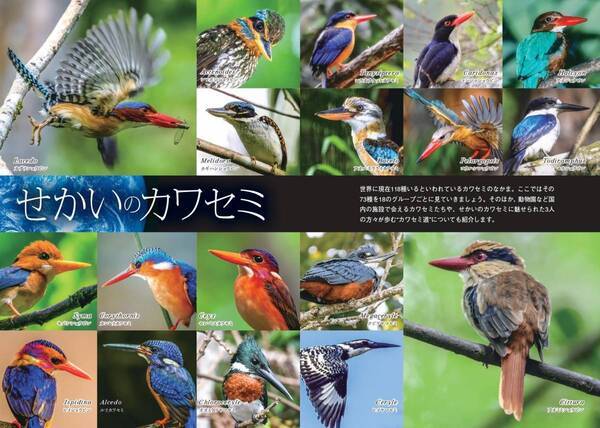 魅惑のカワセミ大図鑑！世界の80種＋αが大集合『せかいのカワセミ』が7月10日に発売