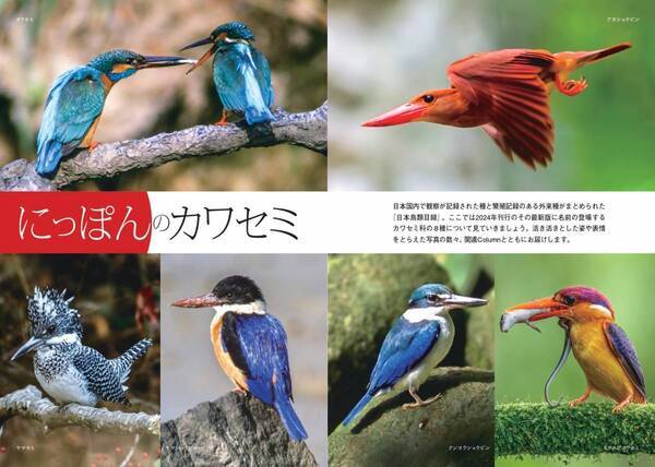 魅惑のカワセミ大図鑑！世界の80種＋αが大集合『せかいのカワセミ』が7月10日に発売