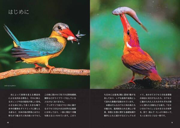 魅惑のカワセミ大図鑑！世界の80種＋αが大集合『せかいのカワセミ』が7月10日に発売