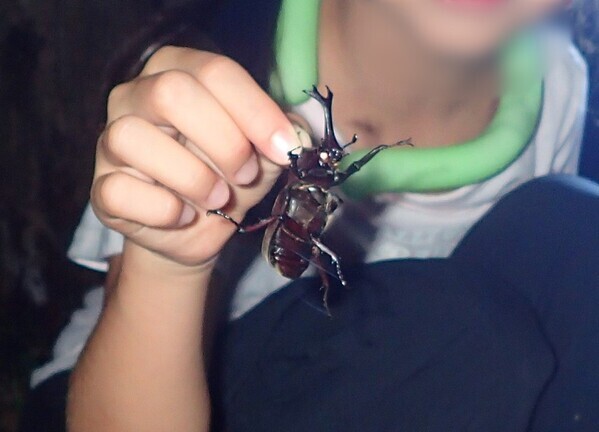 「夏休みプレミアムガイドウォーク　夕暮れからはじまる自然観察＆明かりを消して夜空を眺めよう！」小峰公園で8月23日(土)開催