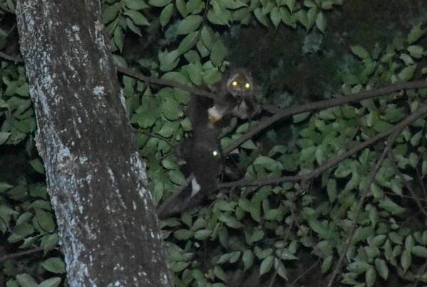 「夏休みプレミアムガイドウォーク　夕暮れからはじまる自然観察＆明かりを消して夜空を眺めよう！」小峰公園で8月23日(土)開催