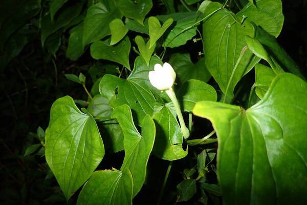 「夏休みプレミアムガイドウォーク　夕暮れからはじまる自然観察＆明かりを消して夜空を眺めよう！」小峰公園で8月23日(土)開催