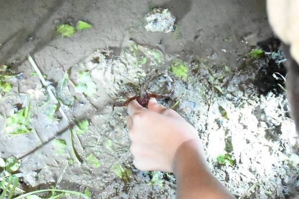 「夏休みプレミアムガイドウォーク　夕暮れからはじまる自然観察＆明かりを消して夜空を眺めよう！」小峰公園で8月23日(土)開催