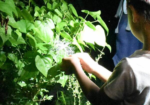 「夏休みプレミアムガイドウォーク　夕暮れからはじまる自然観察＆明かりを消して夜空を眺めよう！」小峰公園で8月23日(土)開催