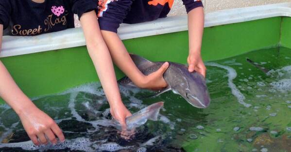 冬の味覚紅ズワイが目玉！「うお市in大阪北港マリーナ」 2025年1月26日（日）に開催決定！