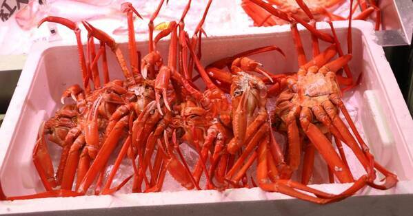 冬の味覚紅ズワイが目玉！「うお市in大阪北港マリーナ」 2025年1月26日（日）に開催決定！