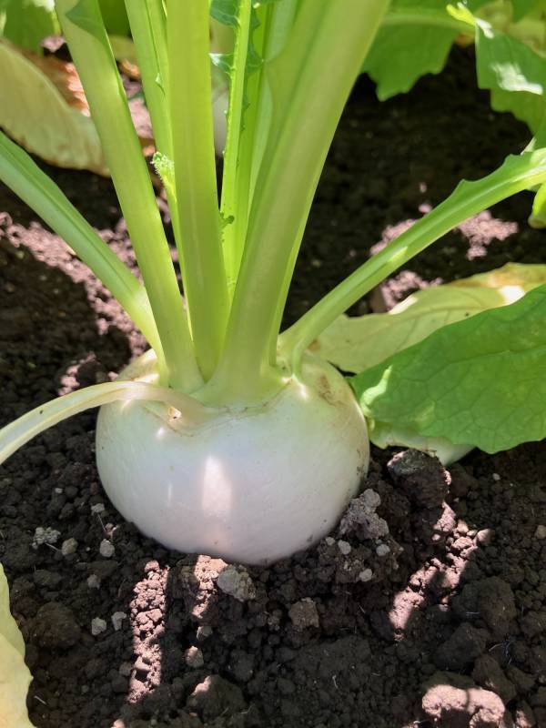 祝！SAKE COMPETITIONモダンナチュラル部門　第1位獲得　ラ・ロシェル南青山が贈る日本酒の会　第6弾 青森県・西田酒造店「田酒」とフレンチのコラボディナー開催