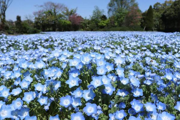 花ファンタジア「春の部」スタート！