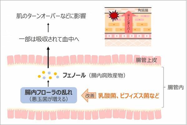 腸活をしている人の方が、肌の満足度が高い！？ 腸内フローラと肌の深い関係とは？