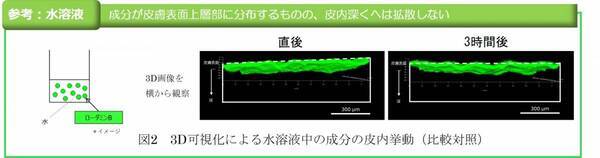 ヒアルロン酸Naマイクロニードルによる皮内深くに成分を届ける性能を3D可視化