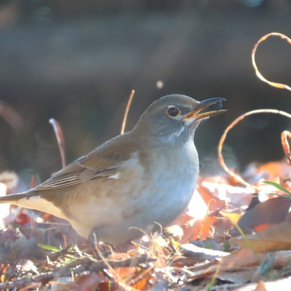 【解説付き】小山田緑地で冬鳥を探そう！2月24日(月・休)「野鳥観察会」参加者募集中！