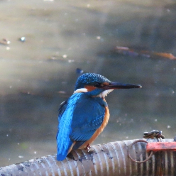 【解説付き】小山田緑地で冬鳥を探そう！2月24日(月・休)「野鳥観察会」参加者募集中！