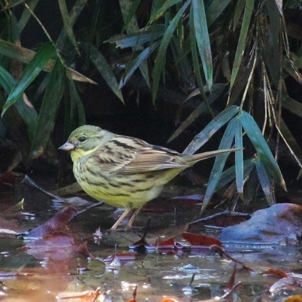 【解説付き】小山田緑地で冬鳥を探そう！2月24日(月・休)「野鳥観察会」参加者募集中！