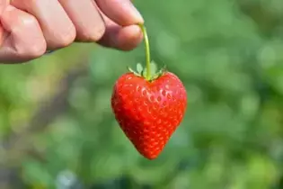 栃木県産いちご“とちあいか”が試食できる！2月1日、東京スカイツリータウンにて試食イベント開催